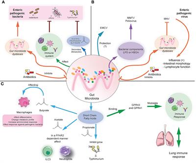 Distal Consequences of Mucosal Infections in Intestinal and Lung Inflammation